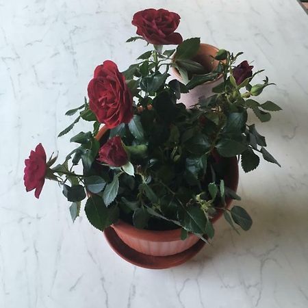 Villa Ermilia Kerveli Eksteriør bilde